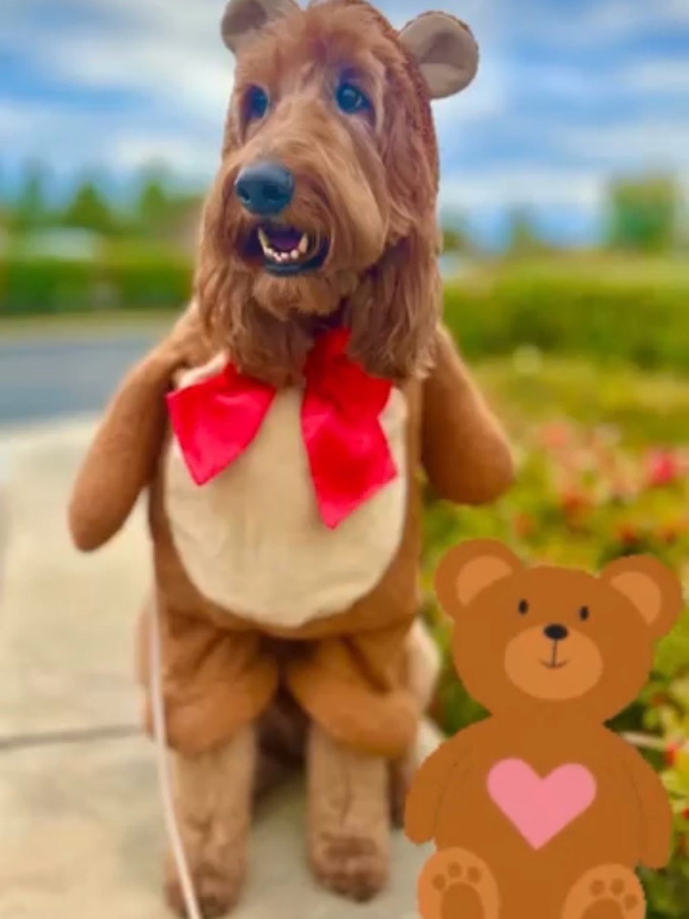 Brown Teddy Bear dog Costume with Red Bow